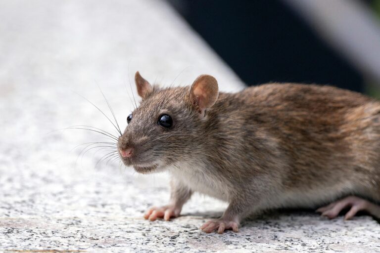 Detailed close-up of a curious brown rat exploring on a stone surface.